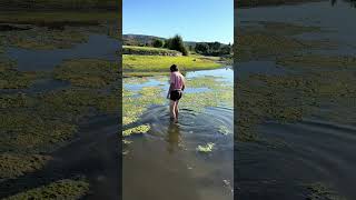 Easy $100 #golf #golfswing #shorts