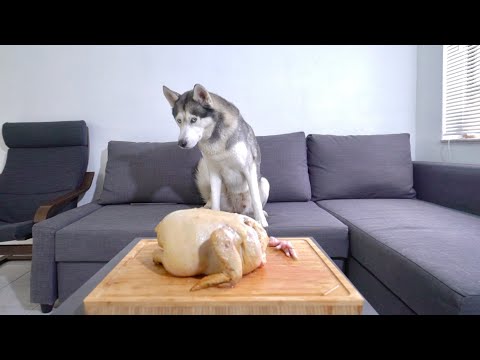 Leaving My Husky Home Alone with a Baked Whole Chicken..