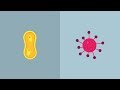 Che differenze ci sono tra batteri e virus? - Per Bambini e non solo