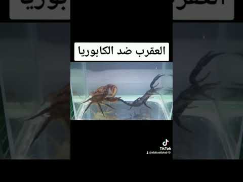 العقرب في مواجهة الكابوريا او السلطعون فمن سيفوز؟ #العقرب #السلطعون