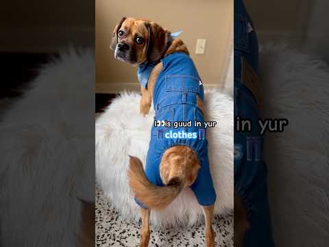 send this to somepawdy who’s havin a ruff day! #funny #dog #cute #viral  #shorts #trending #fyp