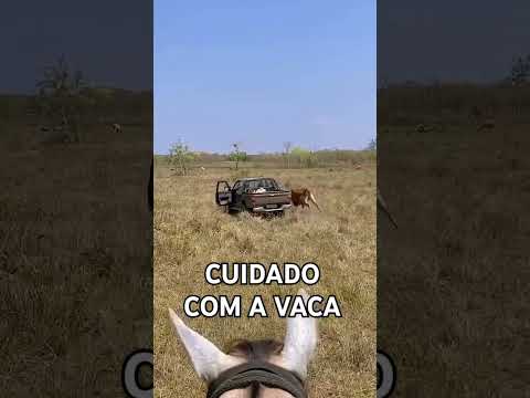 CUIDADO COM A VACA!