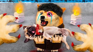 MAT0 a mi PERRO por CULPA de su EX y HICE que PERDIERA a su BEBÉ 🐶🩸😭👶 - abro hilo |hilos con cheems|