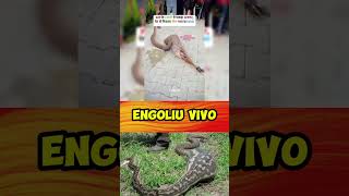 Será que vai sobreviver?