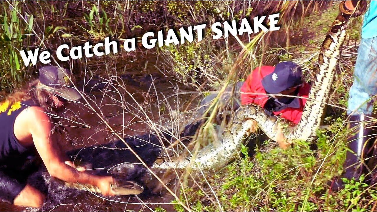 We catch a Monster Snake in the Everglades