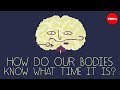 Understanding Circadian Rhythms and Time Perception
