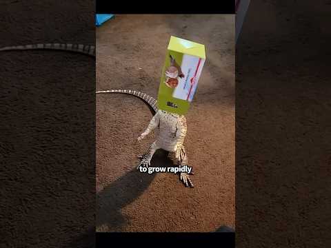 Super evolve Charizard #shortvideo #animal #dragon #lizard #cute #pet #cool