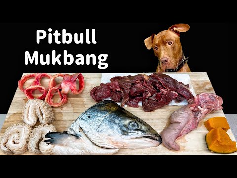 BEST DOG ASMR MUKBANG PITBULL EATING FISH HEAD