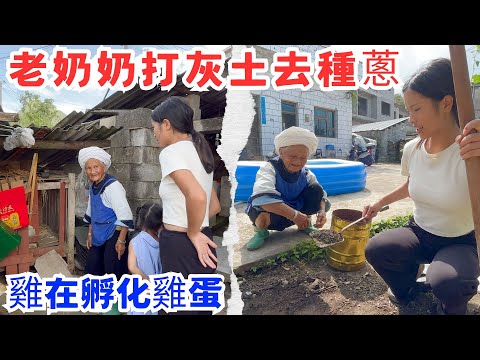 鄰居老奶奶來打灰土去種蔥，去看她種蔥，看到雞在孵化雞蛋，還有老奶奶有好多的自制衣服