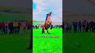 @PromovariCaiRomania #music #love #song #coversong #singersongwriter #cal #horse #cai #animals