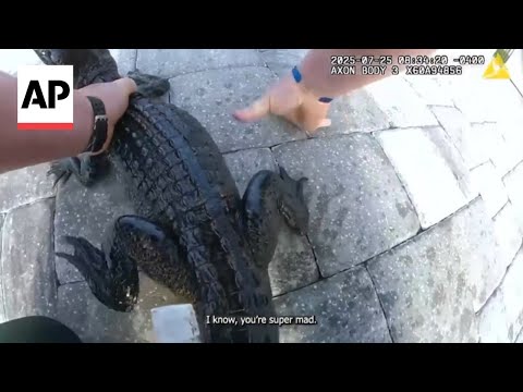 YouTube video thumbnail: Florida Deputy Removes Small Alligator From a Pool With his Bare Hands