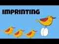 Understanding Imprinting in Animals