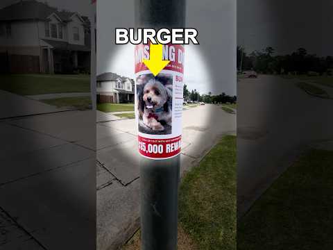 I Found a Lost Dog