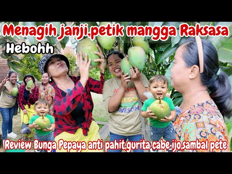 MENAGIH JANJI‼️PANEN MANGGA RAKSASA NYONYA MENIR & M YANTI~REVIEW BUNGA PEPAYA,GURITA,SAMBAL PETE