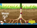 Photosynthesis Concepts and Processes