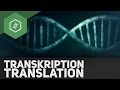 transkription-translation-genetik-abitur-special/