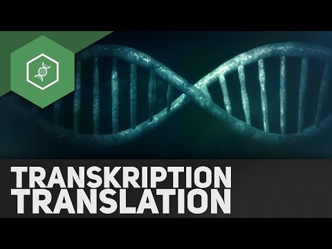 Transkription & Translation – Genetik Abi Special (veraltet)