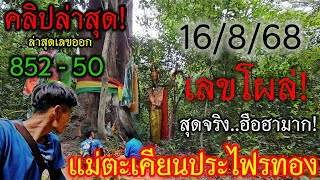 มาตามต่อ!#แม่ตะเคียนประไพรทอง ส่องด่วน!ตรงจุดที่ลูบแป้ง#เลขโผล่ เห็นเด่นชัดเจน อย่าพลาด 16/8/68
