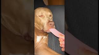 Best Funny Animal Videos 2023 - Funniest Dogs And Cats Videos 😅 😇 Cute Animal video😍 Cute Animals