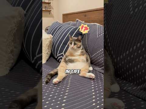 Cats Really Think We're Failures 🤥