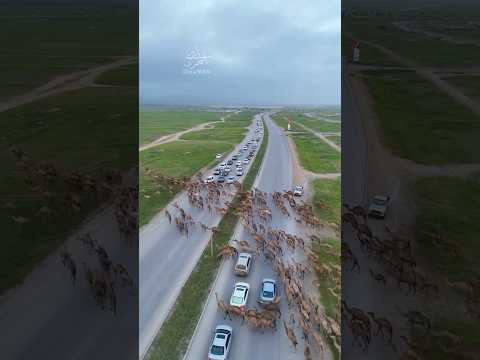 दुबई में ऊंट के लिए सारे गाड़ियों को रोक दिया जाता है! #shortvideo #dubai