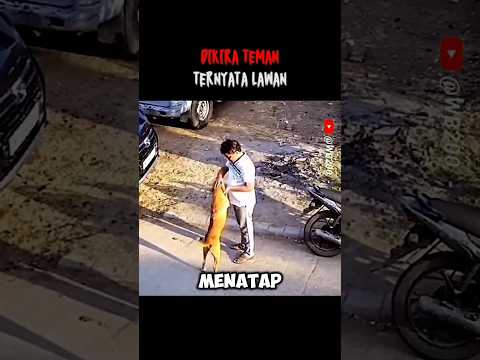 Dikira Teman Ternyata Lawan #animals #anjingpemburu #anjing #anjinggalak