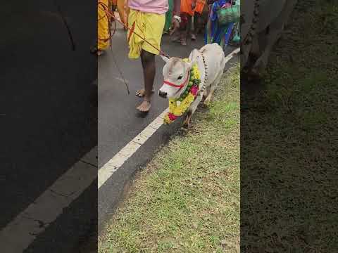 #jallikattu