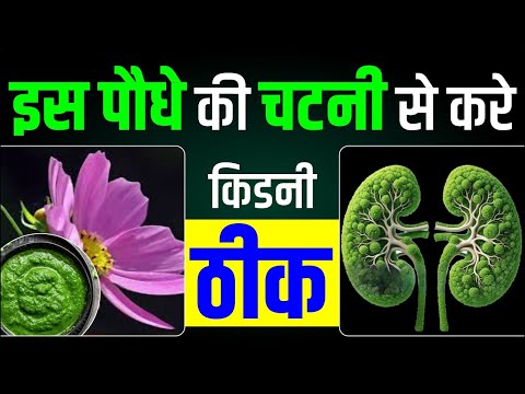 इस पौधे की चटनी से करे किडनी ठीक| Punarnava for Kidney and Liver | Dr Puneet Dhawan | Karma Ayurveda