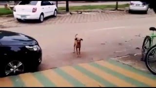 Witziges Video Hund tanzt zu Musik