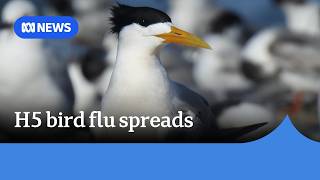 YouTube video thumbnail: Local Transmission of H5 Bird flu Confirmed in Australia