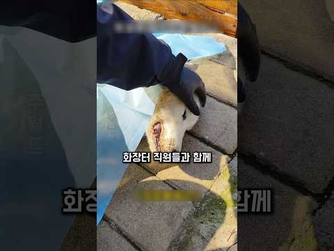 쓰레기통에서 죽음을 맞이한 강아지에게 이름을 지어주고 장례까지 치러준 여성