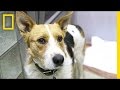 Understanding the Arrival of Sochi Dogs