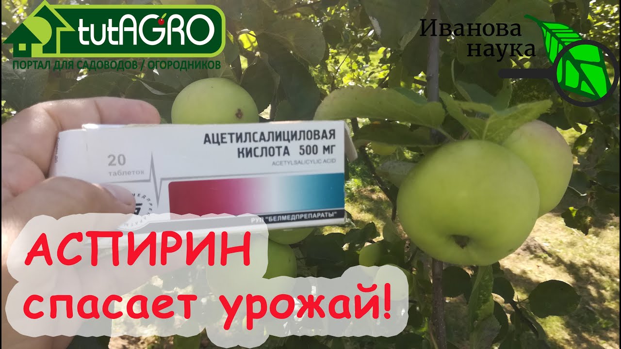 В яблочный спас спасаем яблоки, груши и виноград от плодовой гнили. Как использовать аспирин в саду?