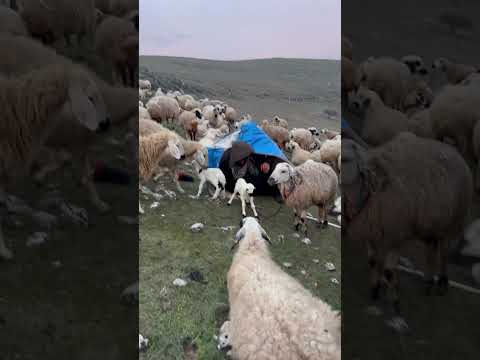 Dün gece çok soğuk tu yağmur yağdı kuzulari kucağıma aldım