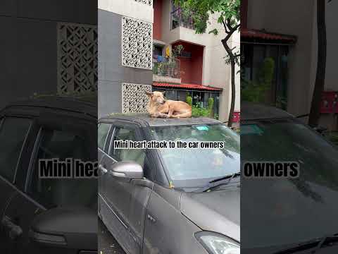 What mini heart attack looks like for car owners😢🐶 #delhi #dog  #viral #trending #funny #animals