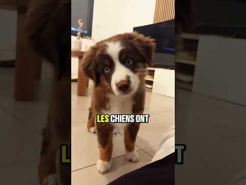 Les chiens sont énervé quand vous faites ça #chien