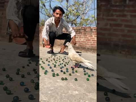 Kabutar ๐๏ธ ne itne sare kanche ๐ฑjita diye ๐ณ#pigeon #helpshort #pigeon #short #kabutar #video