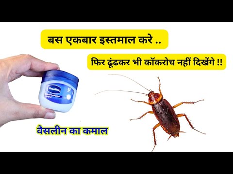 बस  एक रात में ही कॉकरोच गायब  !!!Cockroaches ko Kaise Bhagaye/How to Get Rid of Cockroach