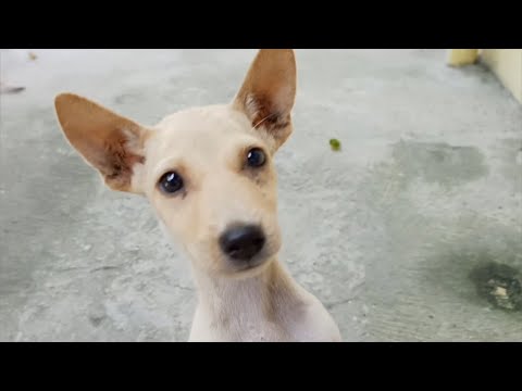 Funny Actions of Pitiful Street Puppies