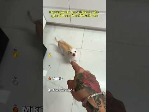 Rankeando los Videos más Graciosos de Chihuahuas                               #perros