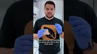 What we learned growing Stevia: Beware of germination rates 🥲