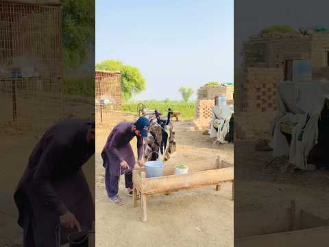 ওগো মা 🥲🥲#sorts #ytshort #sort #নবীজী #নবিজীর #নবীজির #নবীজির_গজল #islamic #chanal #yt #ym #carton