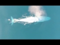 Blue Whale Feeding Habits and Research