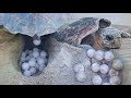 Sea Turtle Life and Conservation