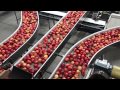 Apple Processing and Sorting Procedures