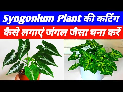 Syngonium plant को जंगल जैसा हरा और घना बनाएं | Syngonium plant propagation & care tips |