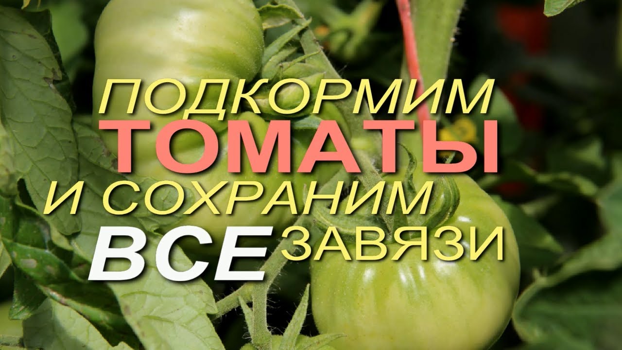 Чем подкормить томаты, чтобы увеличить урожай!