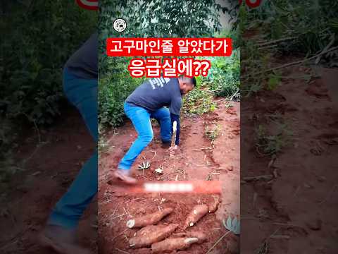 고구마인 줄 알았다가 응급실? | Thought It Was Sweet Potato… Ended Up in the ER?