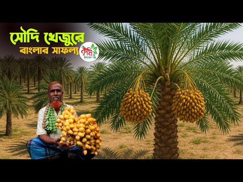 বাংলার মাটিতে সৌদির মরিয়ম খেজুর চাষ