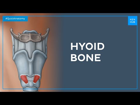 Hyoid bone: Cartilages, membranes and ligaments - Quick Anatomy | Kenhub